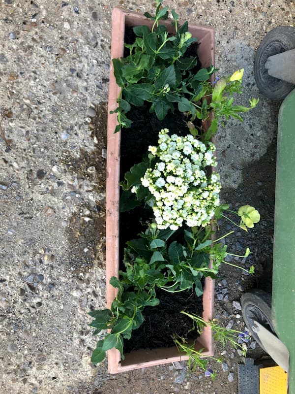 Planter filled flowers 