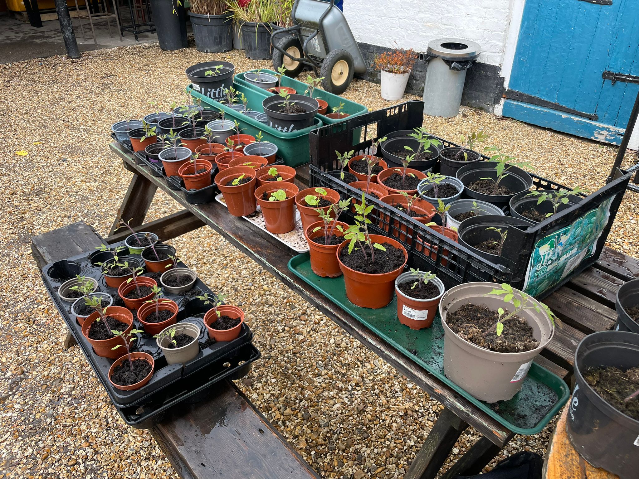 Wide variety of plants for sale