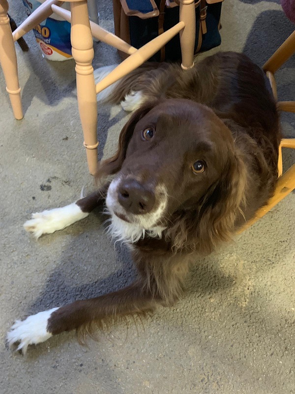 Old chocolate brown dog looking whistfully