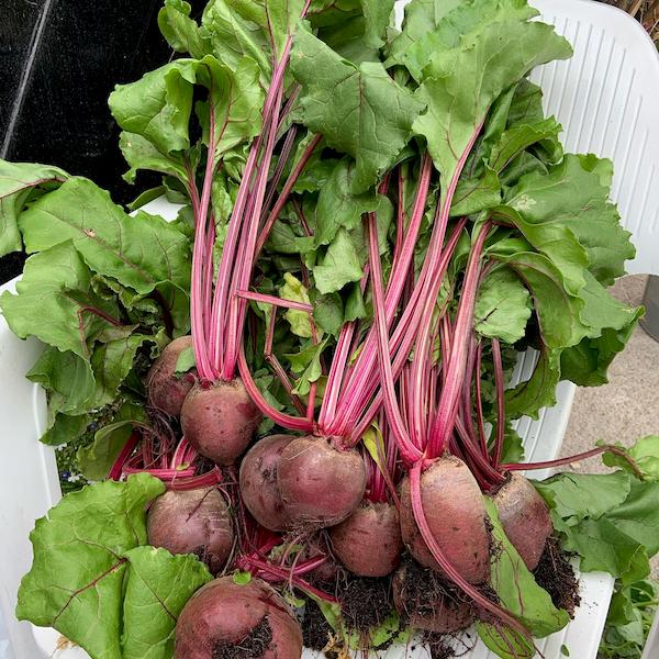 Fresh beetroot