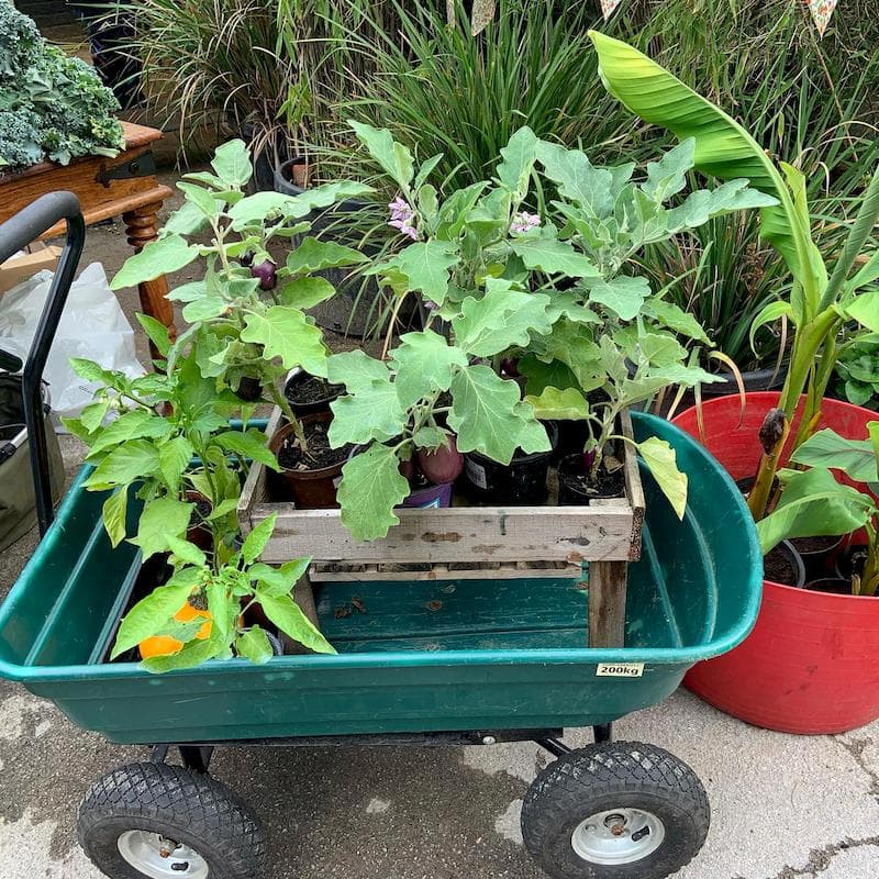 Wheel barrow full of plants