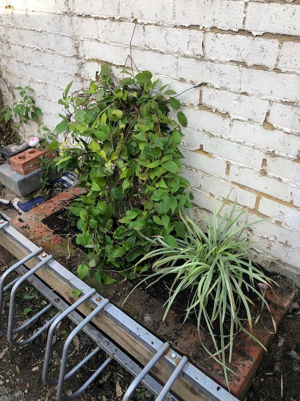 Greenery at the old wall