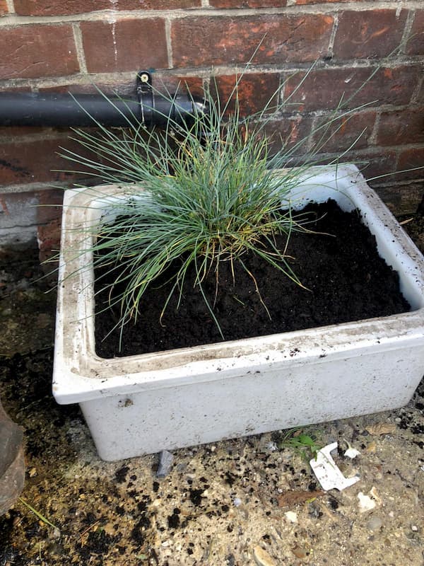 Old sink filled with grasses