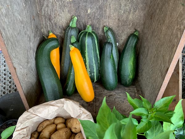 Large marrows stacked in the corner