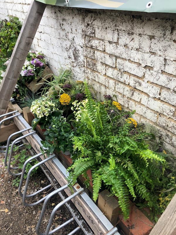 Ferns beside the bike rack