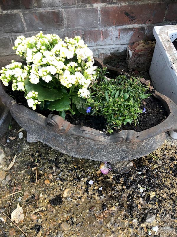 An old cast iron sink with bonny flowers