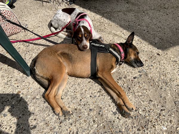 Dogs taking a nap