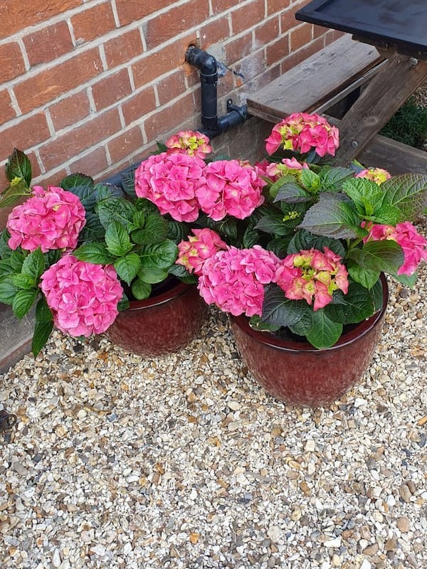 Pink flowers in full bloom