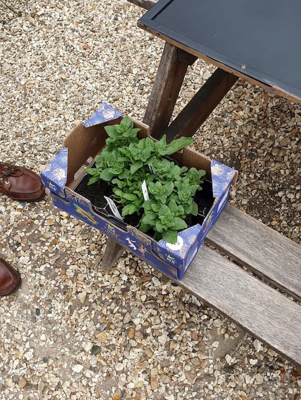 Donated plants in a box