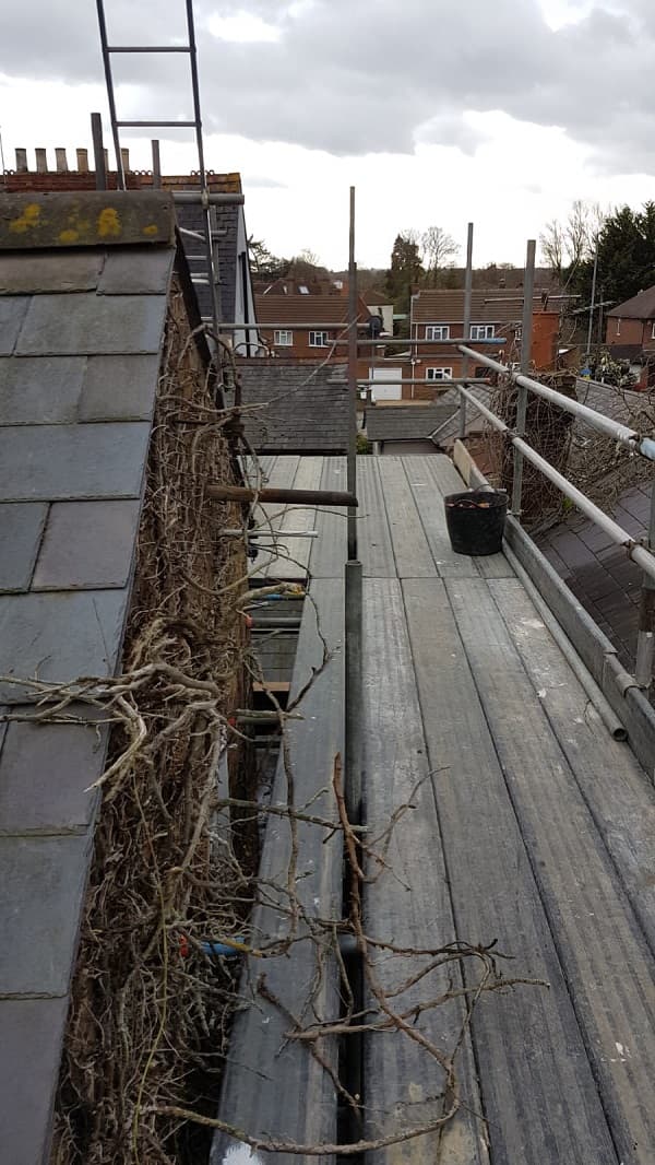 Lots of ivy/vine in the roof space