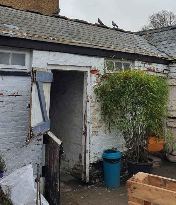 Pigeons standing forlornly on the repaired roof, can't get in now