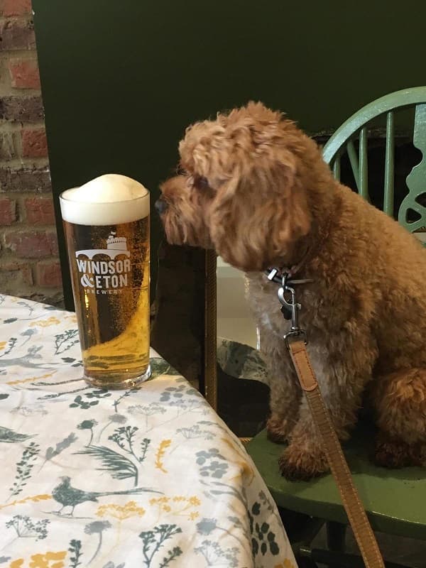 One of our doggy visitors staring at a pint